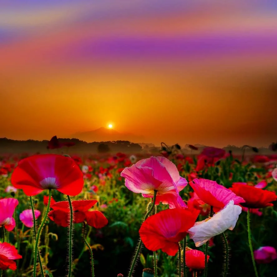 macro_photography_2.jpg