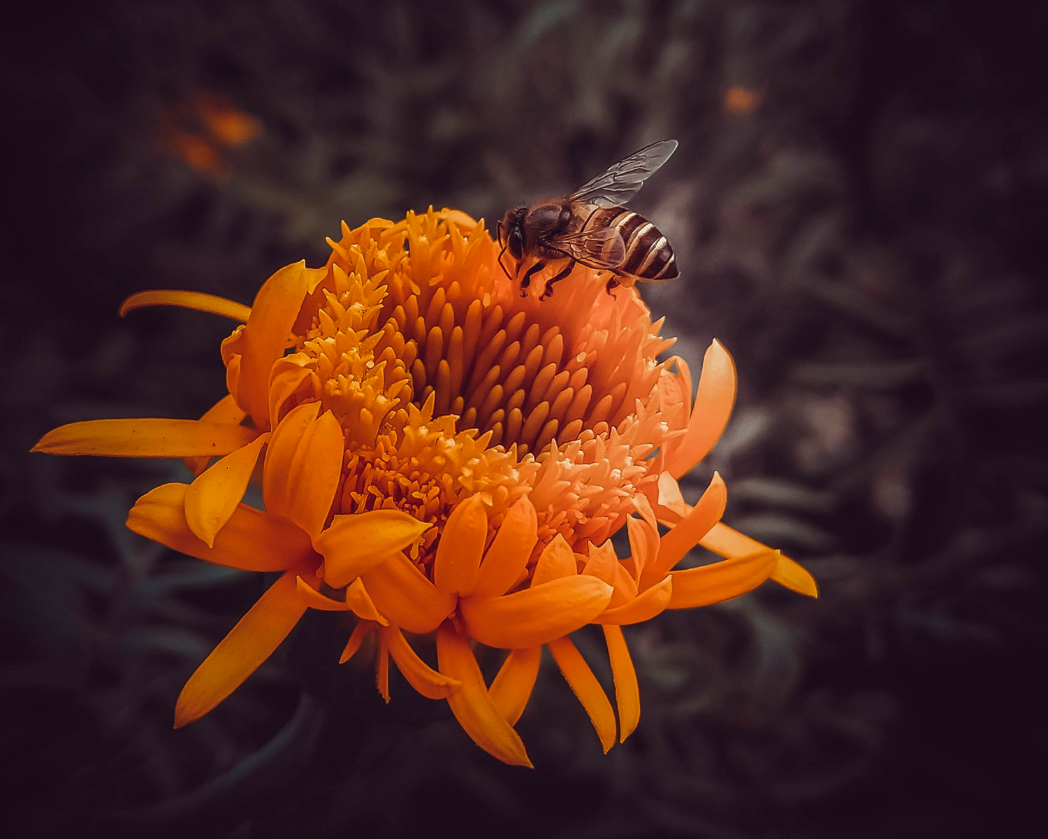 macro_photography_30_printfile_default_8x10.png