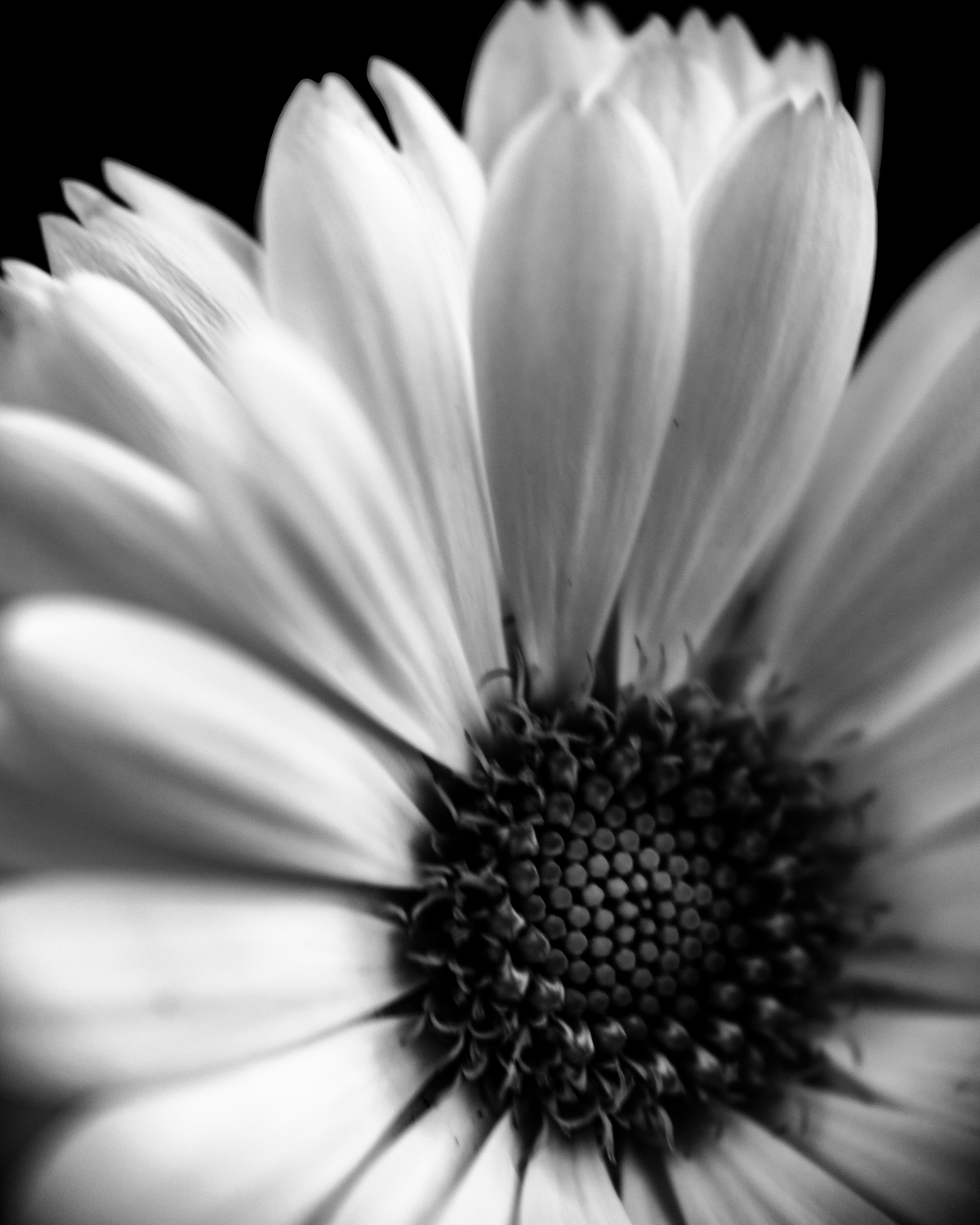macro_photography_31_printfile_default_8x10.png