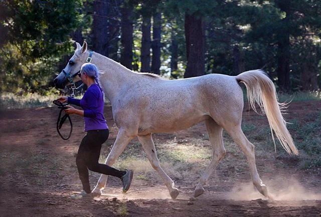 Let it be known that on 7/12/2019 I briefly managed not to look like a complete goober during a trot-out. (Look how fit Aavanti is getting! Are you seeing this topline??!)