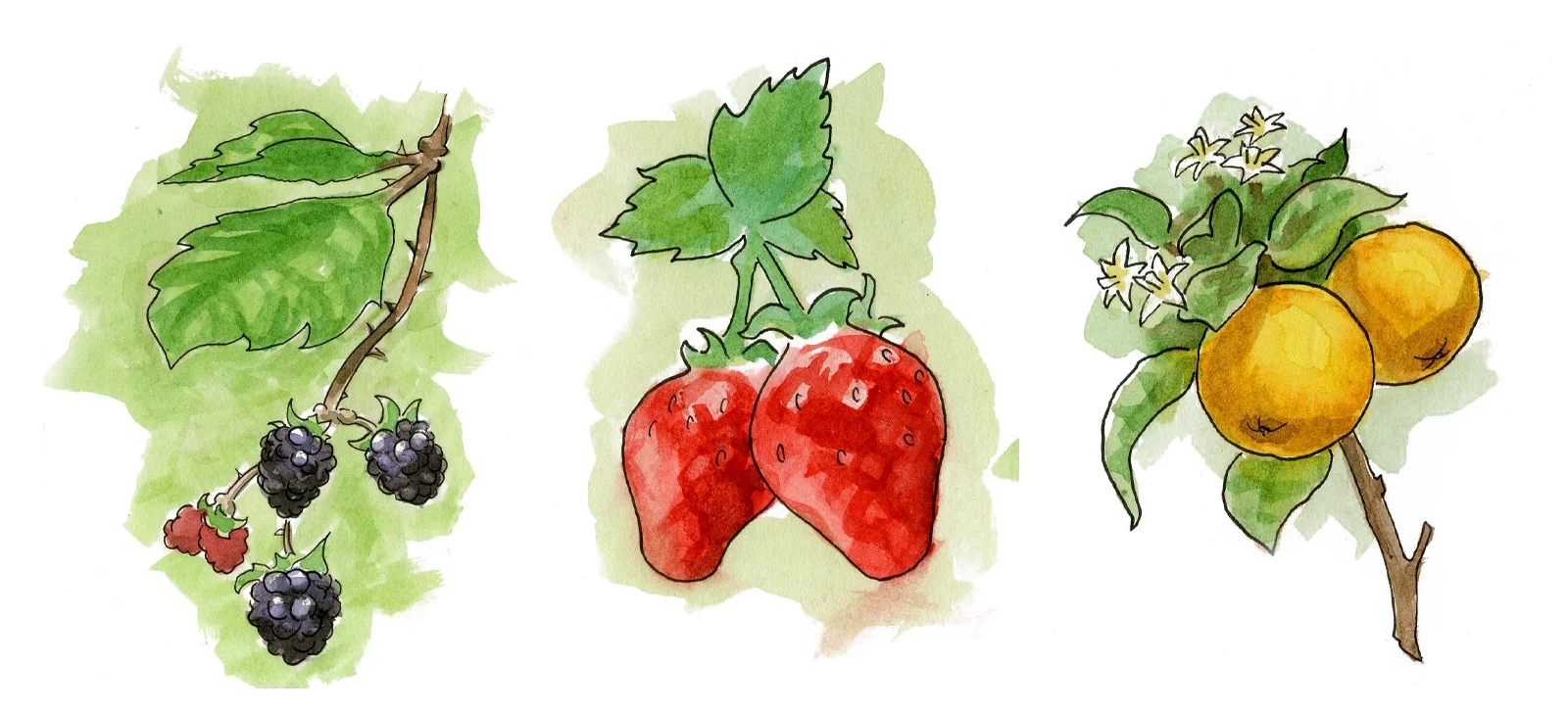 Fruits.jpg