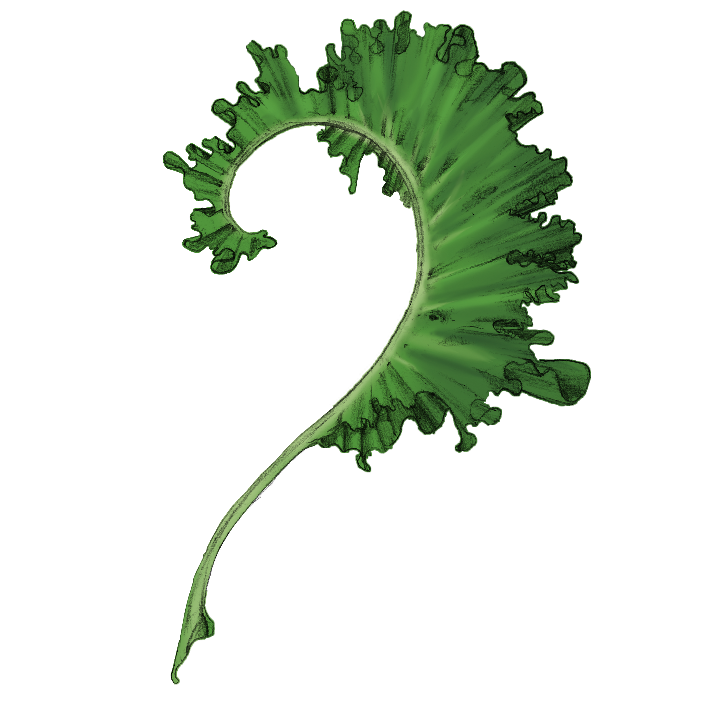 feuille de kale.png