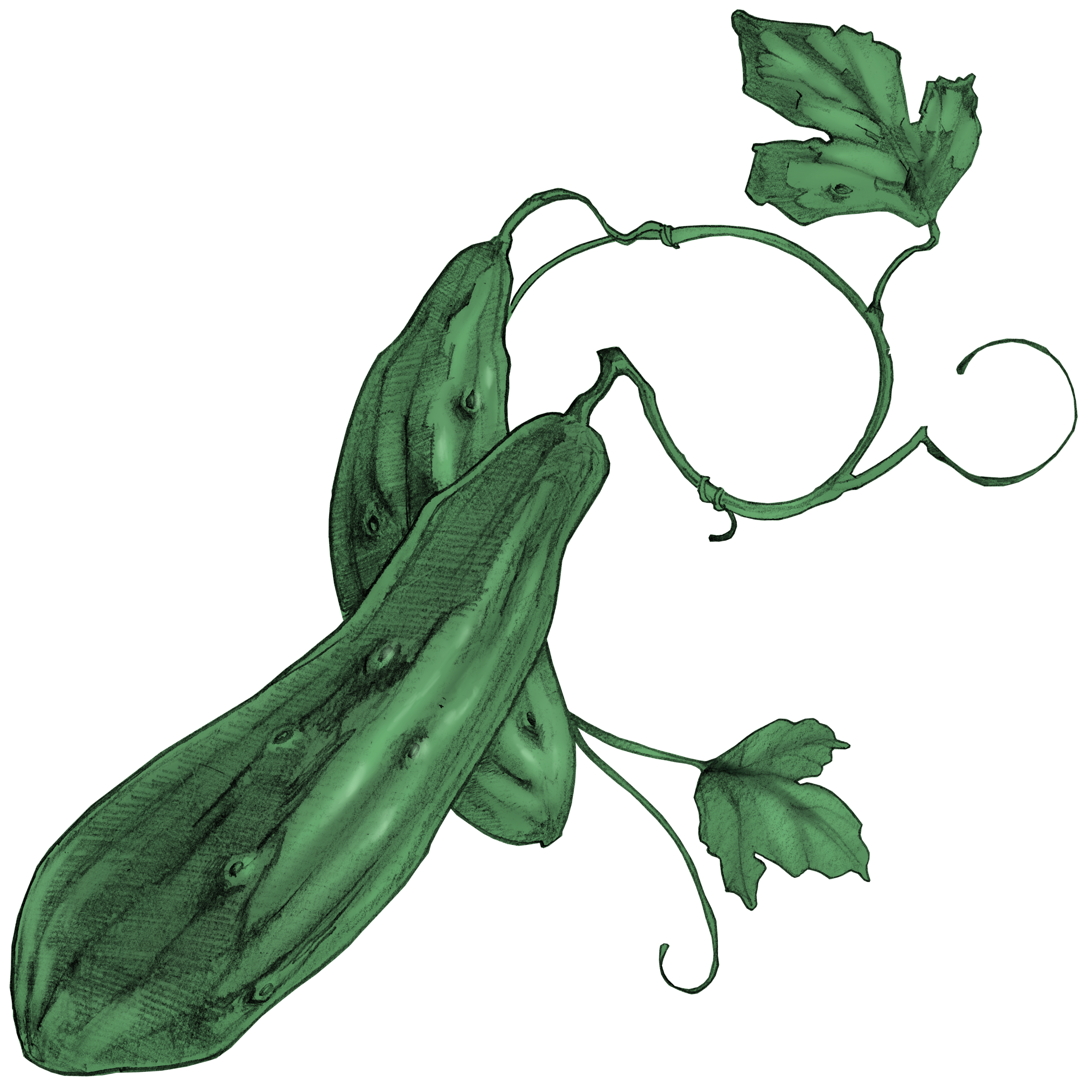 cocombre.png