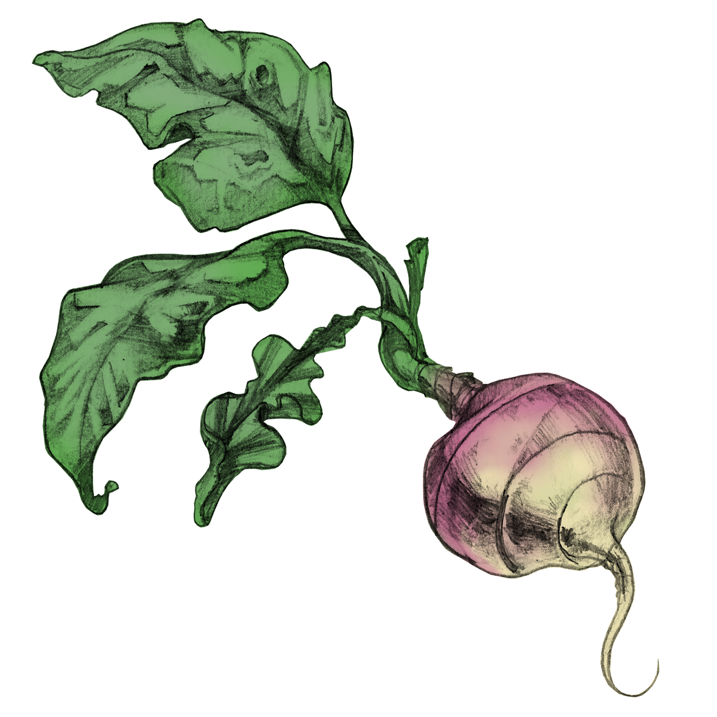 radis.png