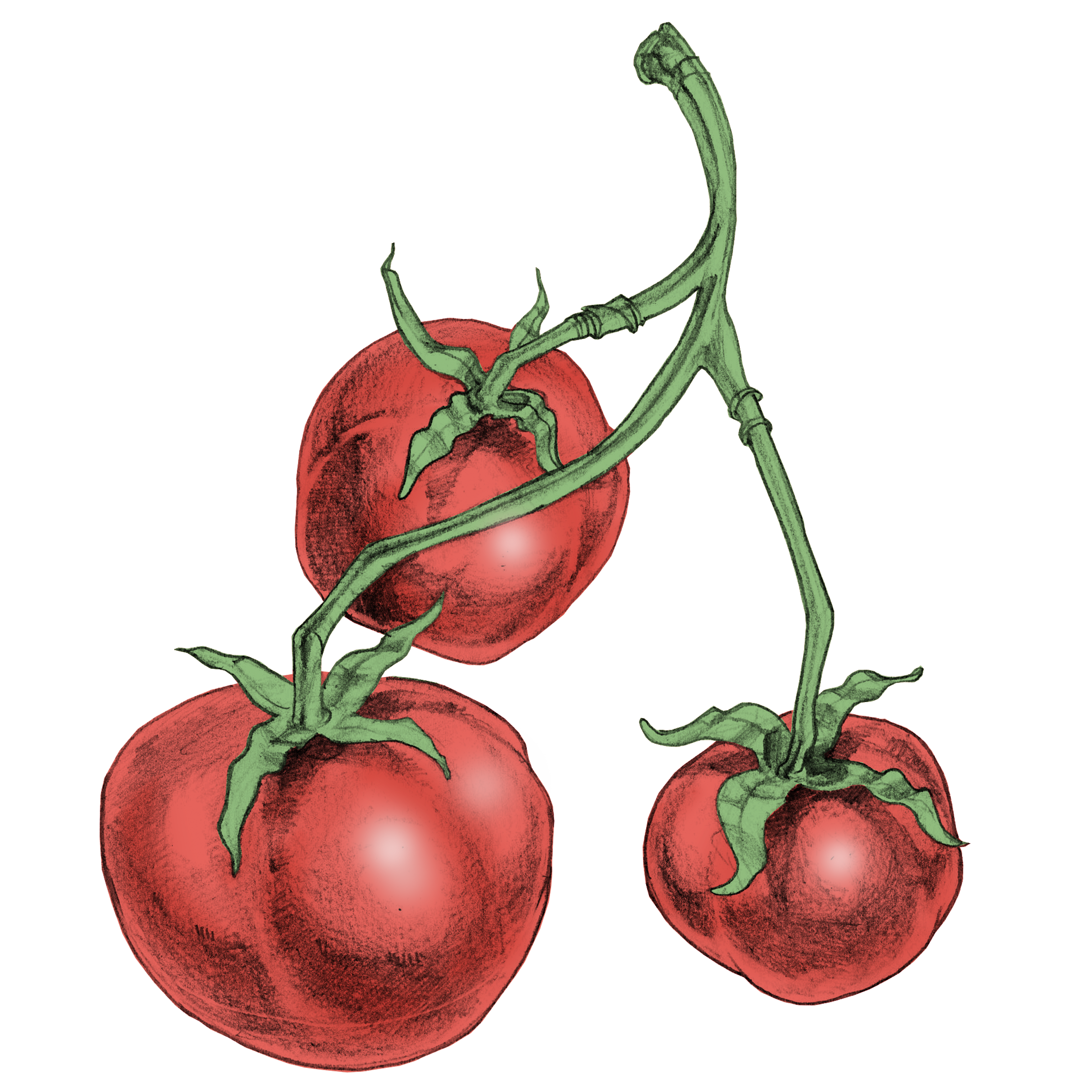 tomates.png
