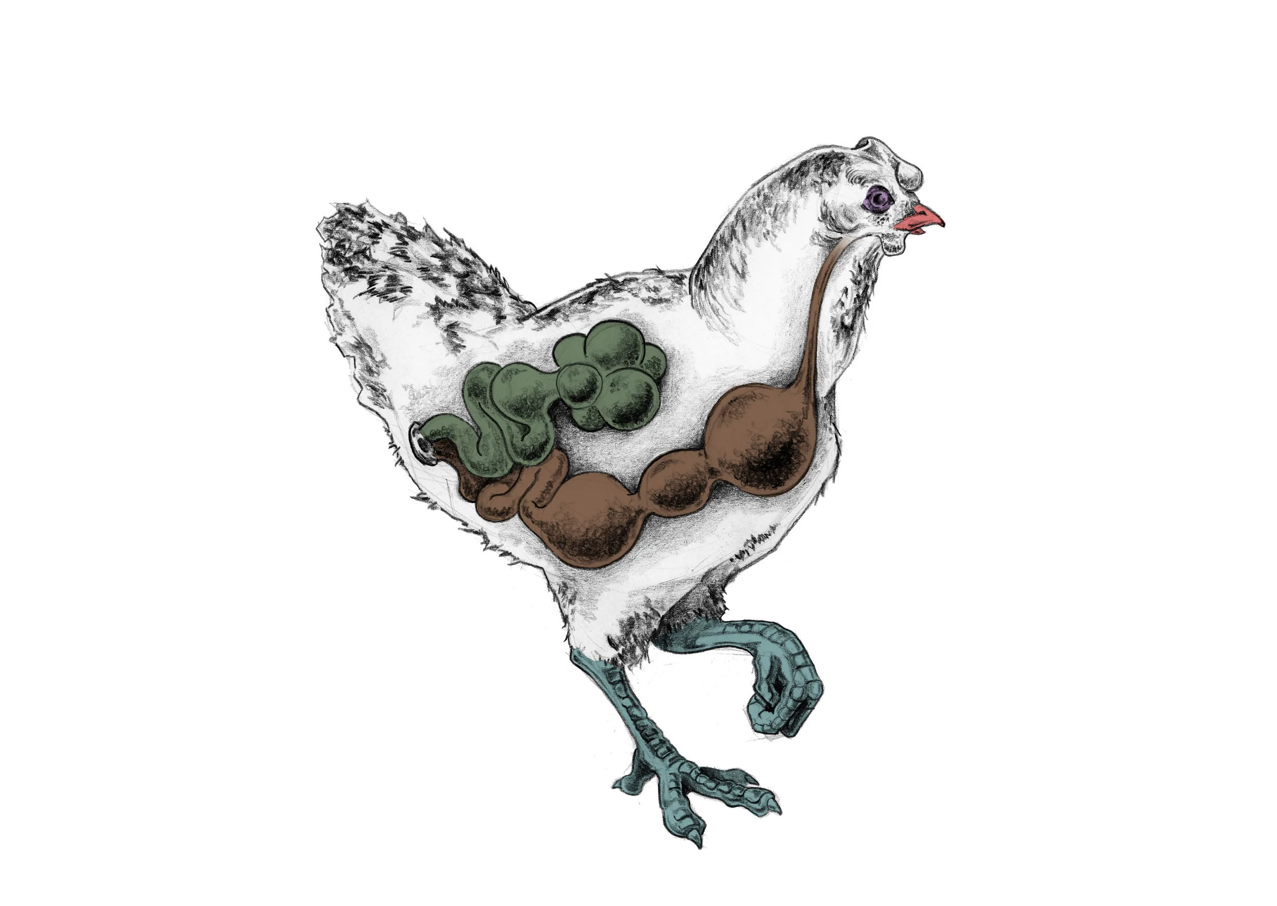 Pascal_Chicken2.jpg