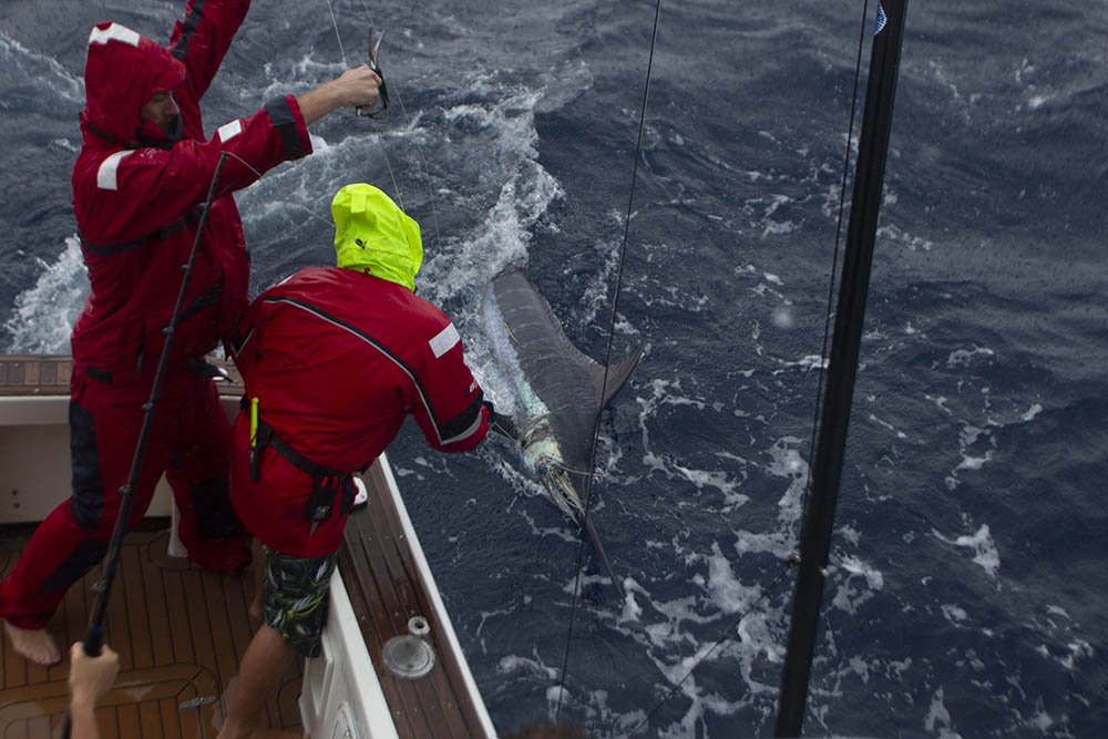 owenphoto-marlin-fishing-port-stephens-nsw.jpg