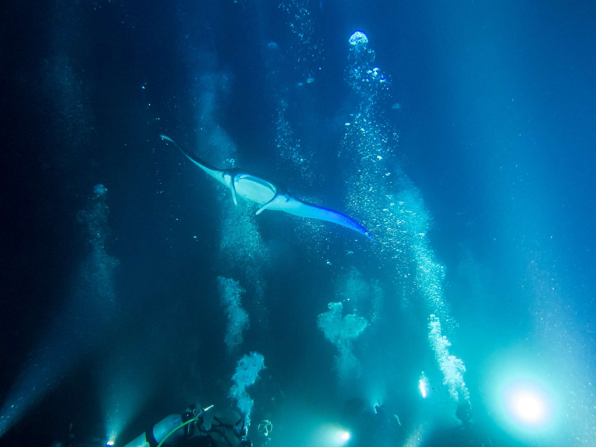 Manta Ray Night Dive