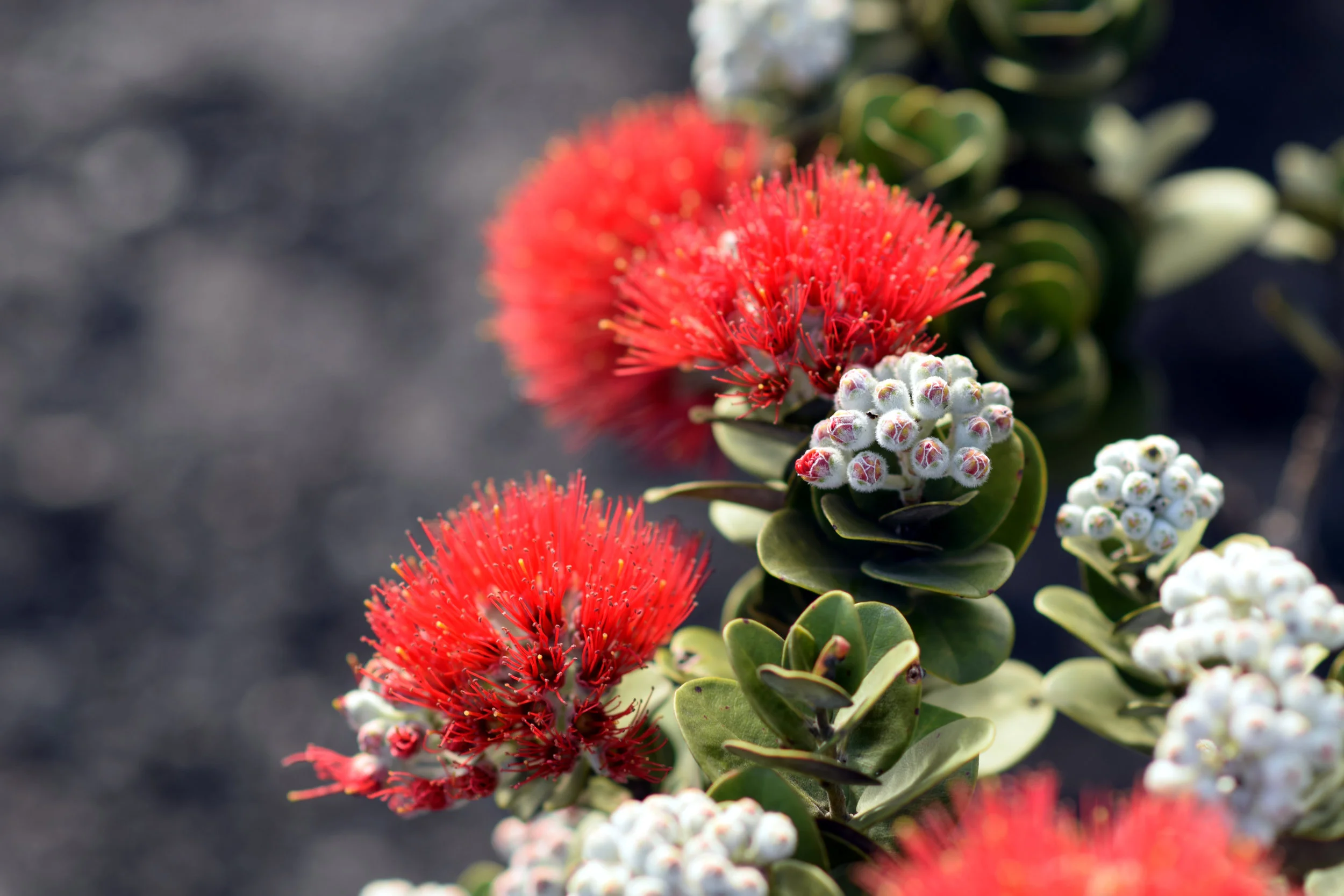 Lehua blossoms on an ō’hi‘a tree.