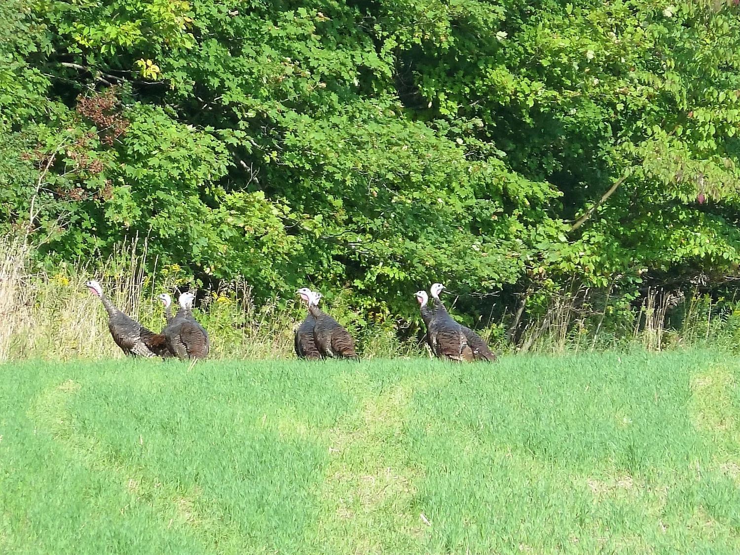 Approx 150 acre property for sale 067.JPG