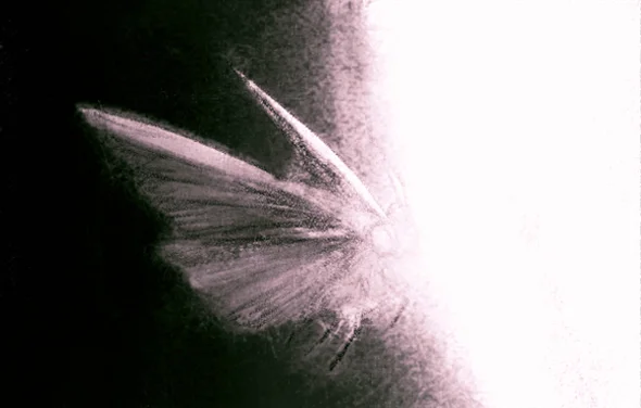 MojoWang_Moth_3.jpg