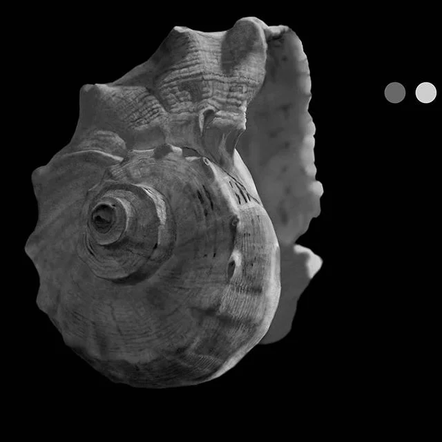 Using a textured brush to describe the details of this seashell.

#zoominzoomout #mycpuisburning #digitaldrawing #digitalpainting #wacomtablets #wacomtablet #texturebrushes #blackandwhite #realism #realisticpaintings #clipstudiopaint #mangastudio