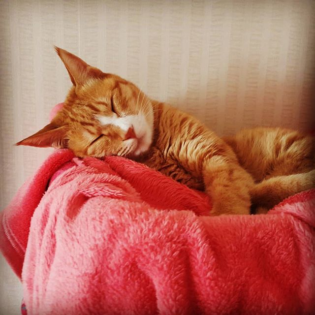 Cat's nap.

#catsarecool #catsofinstagram #siesta
