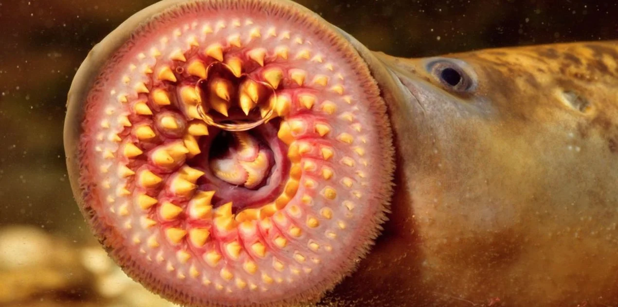 Lamprey. Source: http://www.bbc.com/earth/story/20151102-meet-a-lamprey-your-ancestors-looked-just-like-it