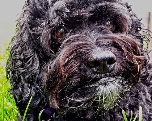 Who could pass up this face?