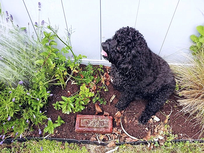 Bailey playing “flower” in the hope I’d “water” her (I did!).