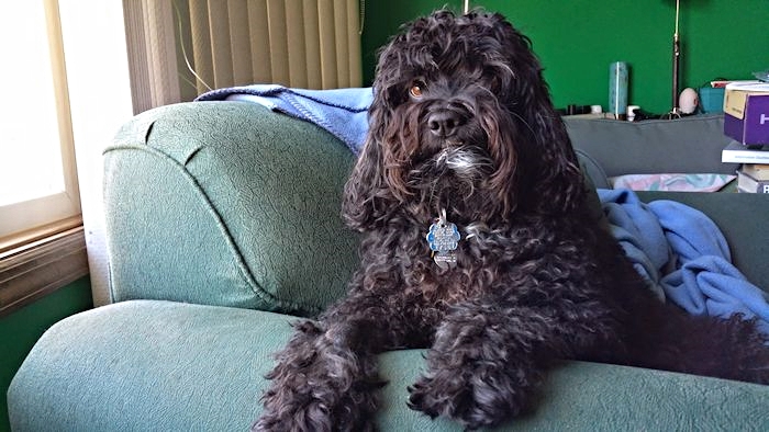 My girl, Bailey