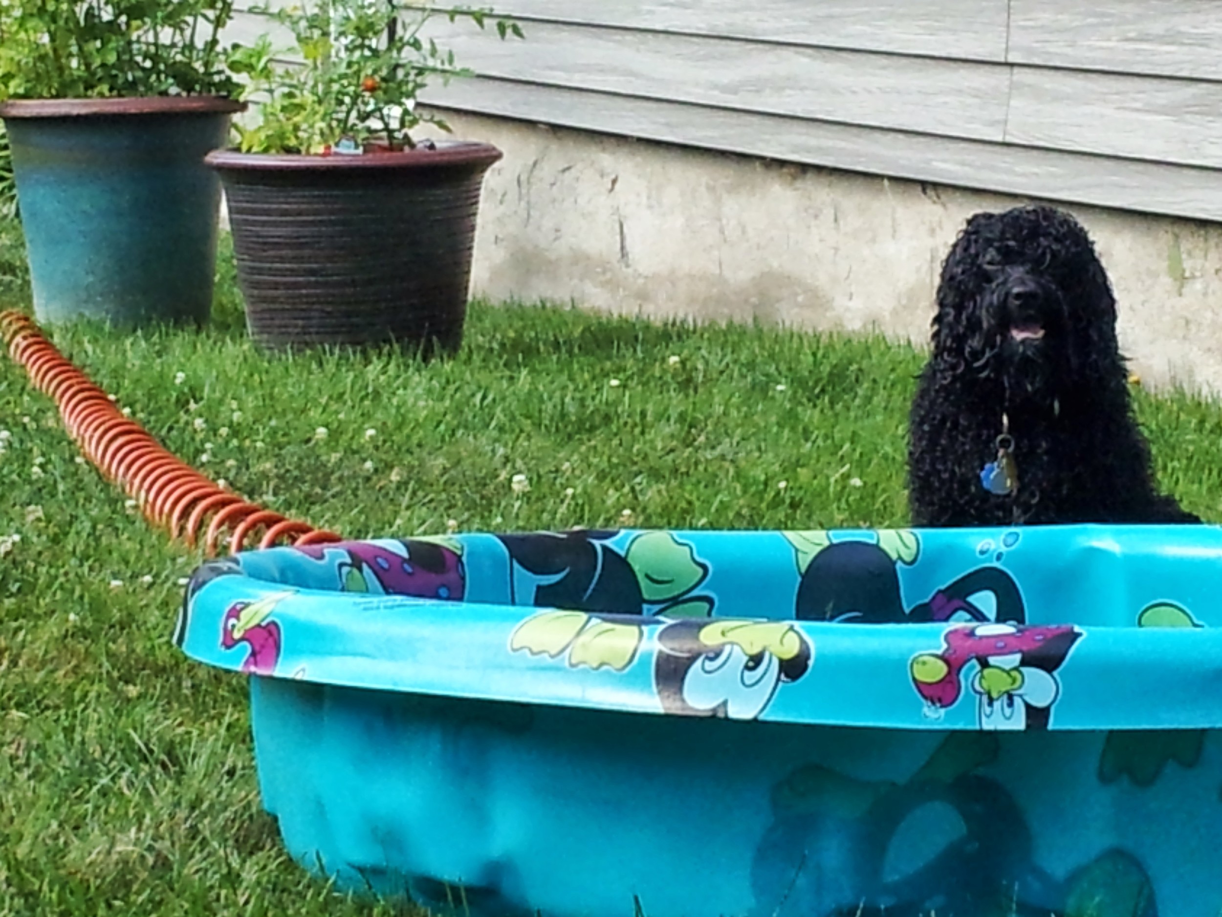 Bailey loves her pool time!