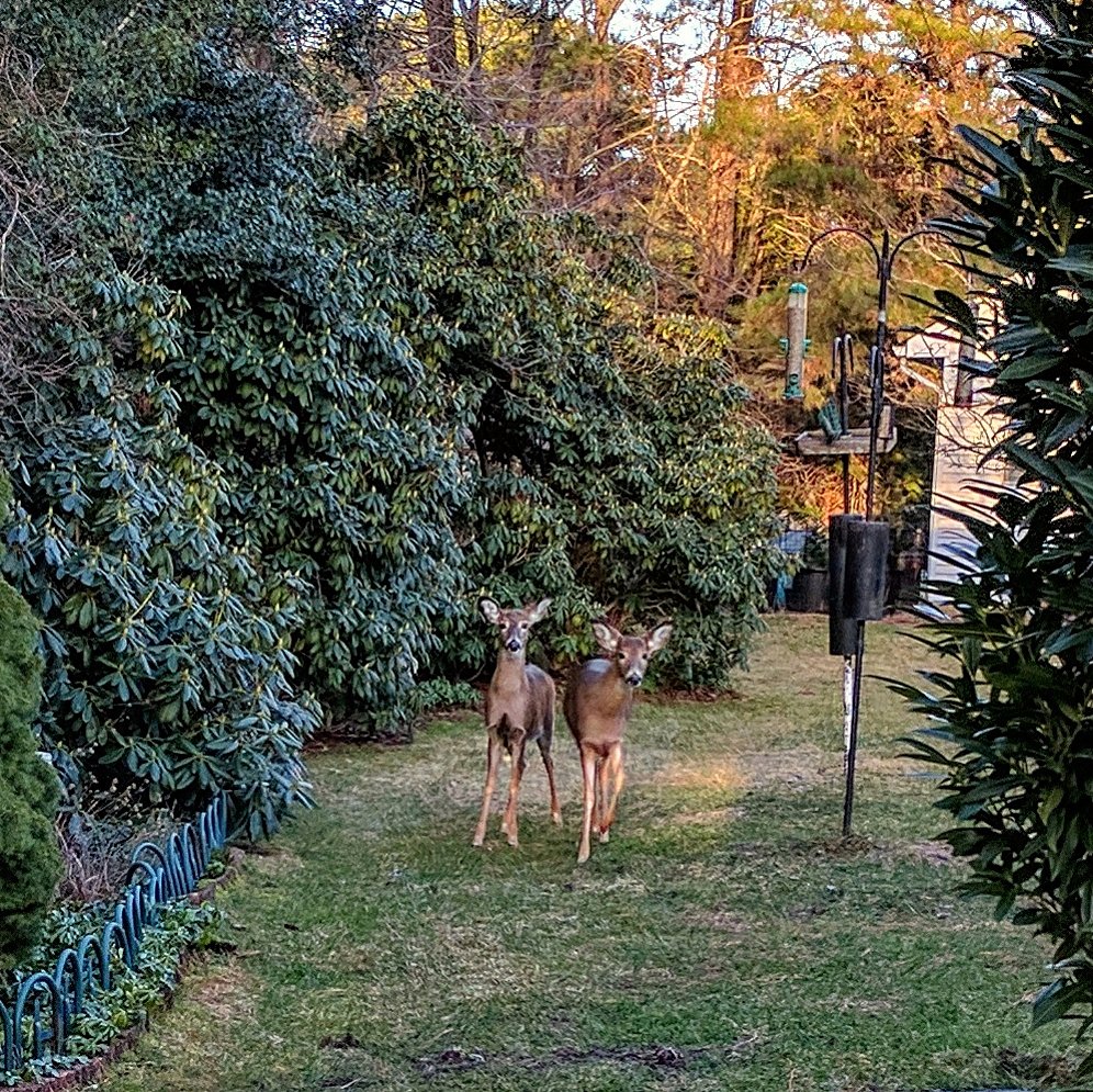 The deer want to know if those treats are for everyone...