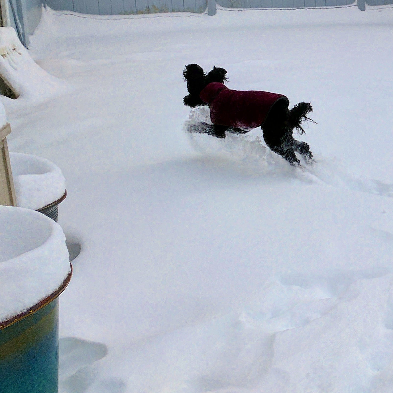 Murphy enjoying the snow Feb 2017