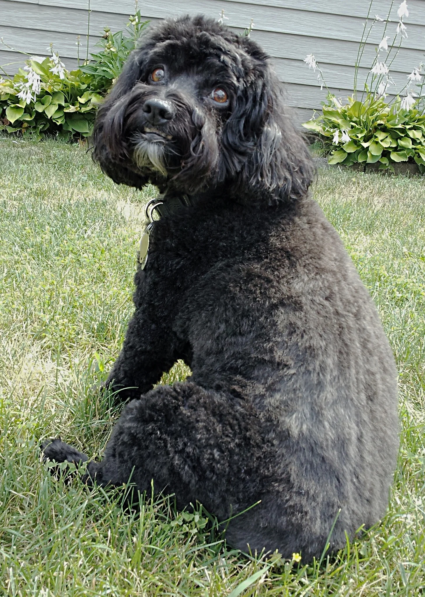 bailey_july2015.jpg
