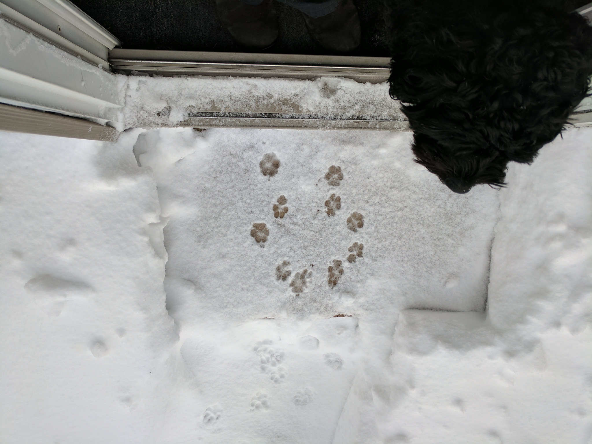 Puppy paw prints in the snow.