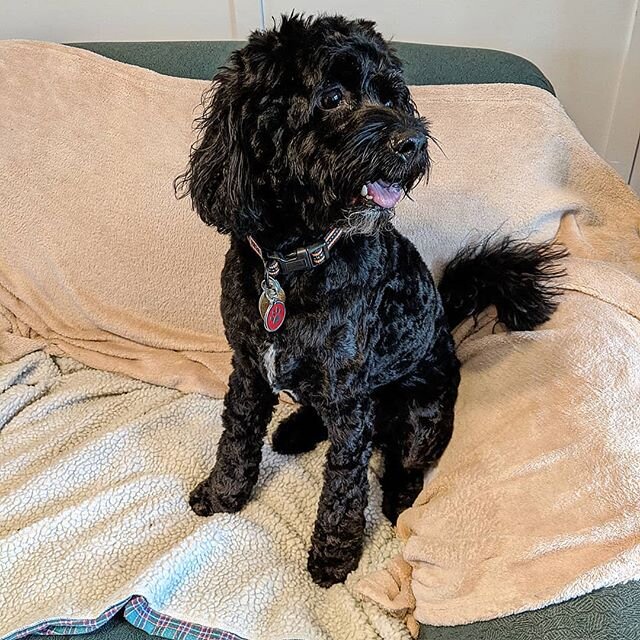 Someone is very happy to have gotten his bath and haircut! 
#dogsofinstagram #cockapoosofinstagram #blackdog #happydog