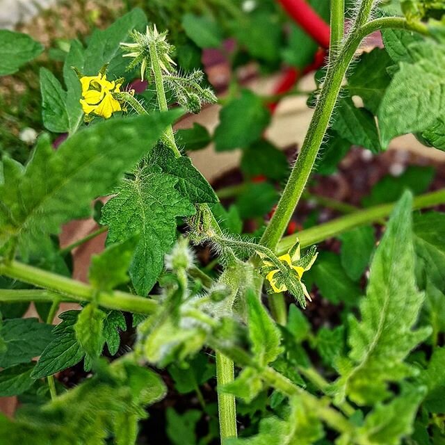 Progress! 
#njtomatoes #tomato #ediblegarden