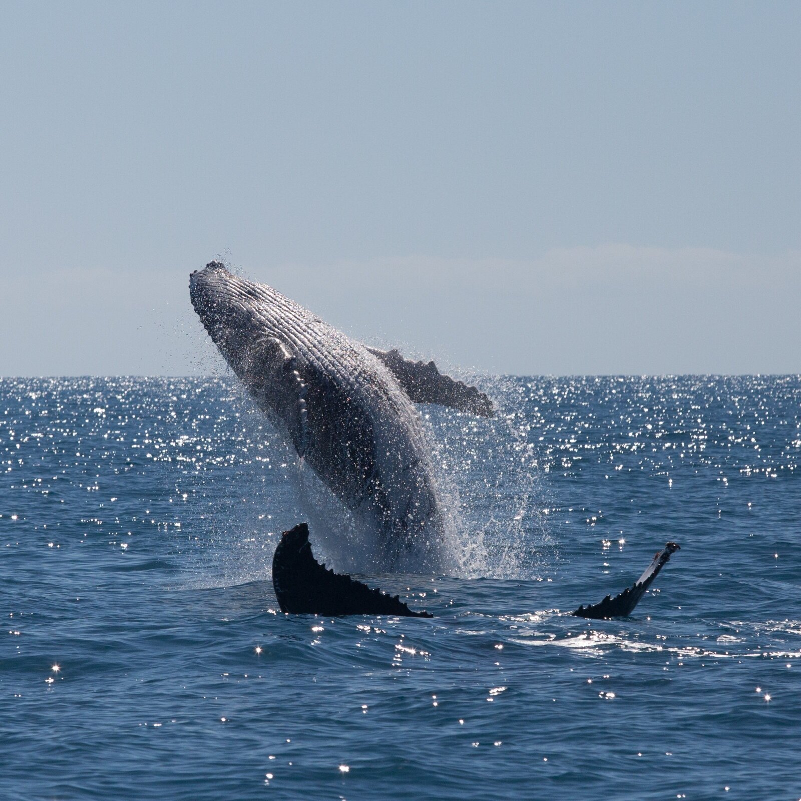 Pacific Whale Foundation