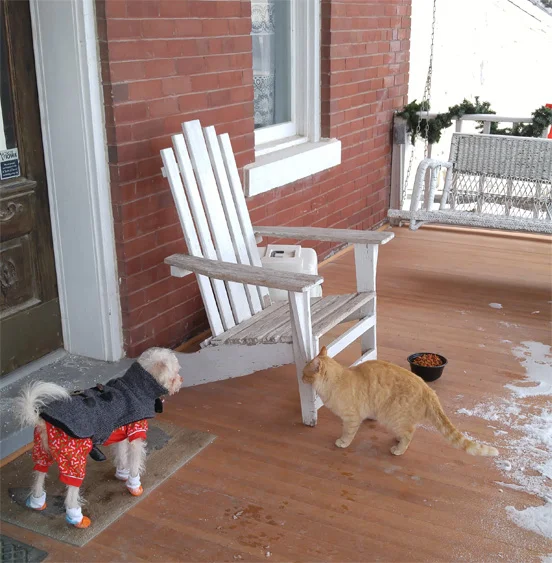 Missy Mouse and Garfield on the front porch.