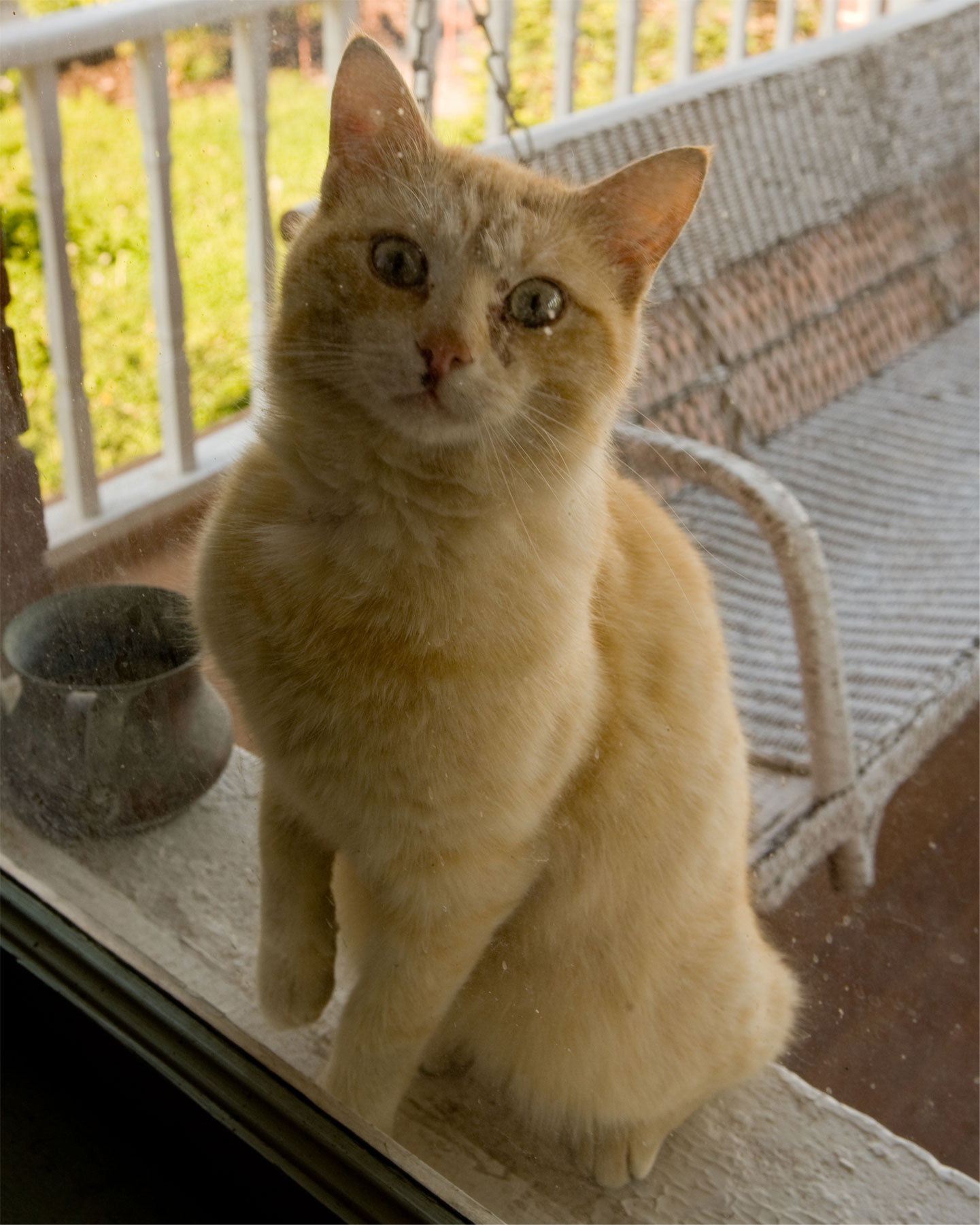  Garfield looking through the front window. He is the first of our Pounce to get adopted out and has a nice new home. 