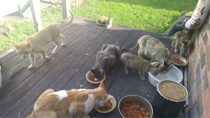 Breakfast with the glaring of cats on the back porch.