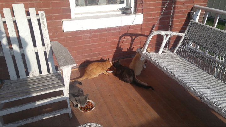   Breakfast on the front porch with our pounce of cats.  