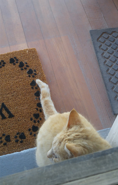   Garfield patiently waiting at the front door.  