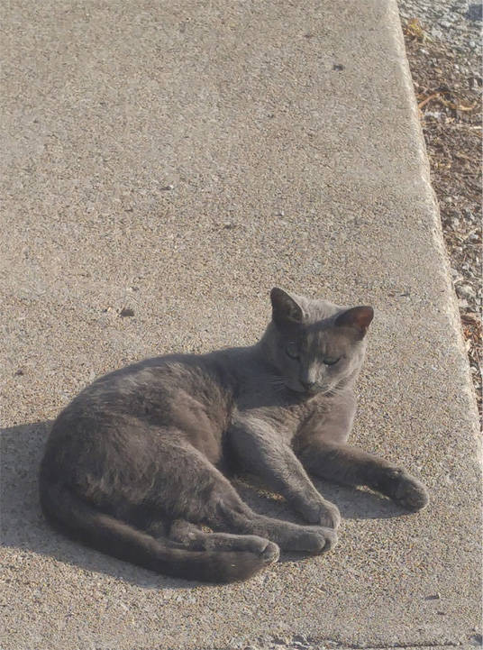  Just relaxing in the sun, waiting to be adopted. 