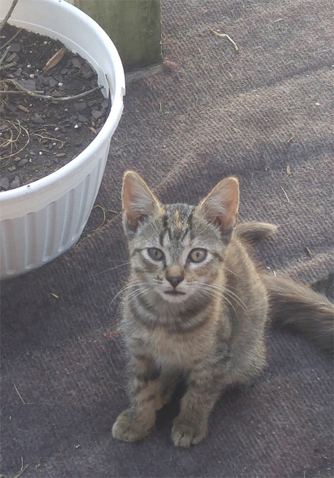 One of the kittens. I am not sure if this one is Wings or the one that isn't named yet.