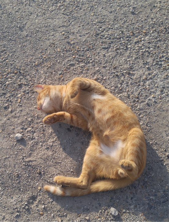 Just stretching and enjoying the sun.