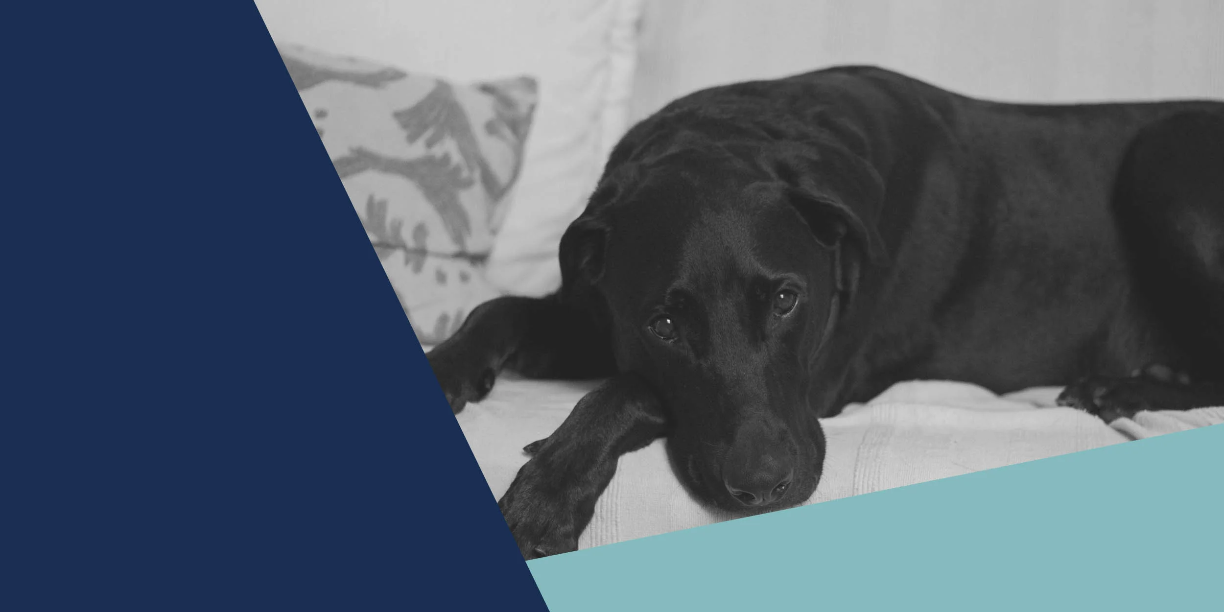 Ensuring Your Investment Property is Pet Friendly: