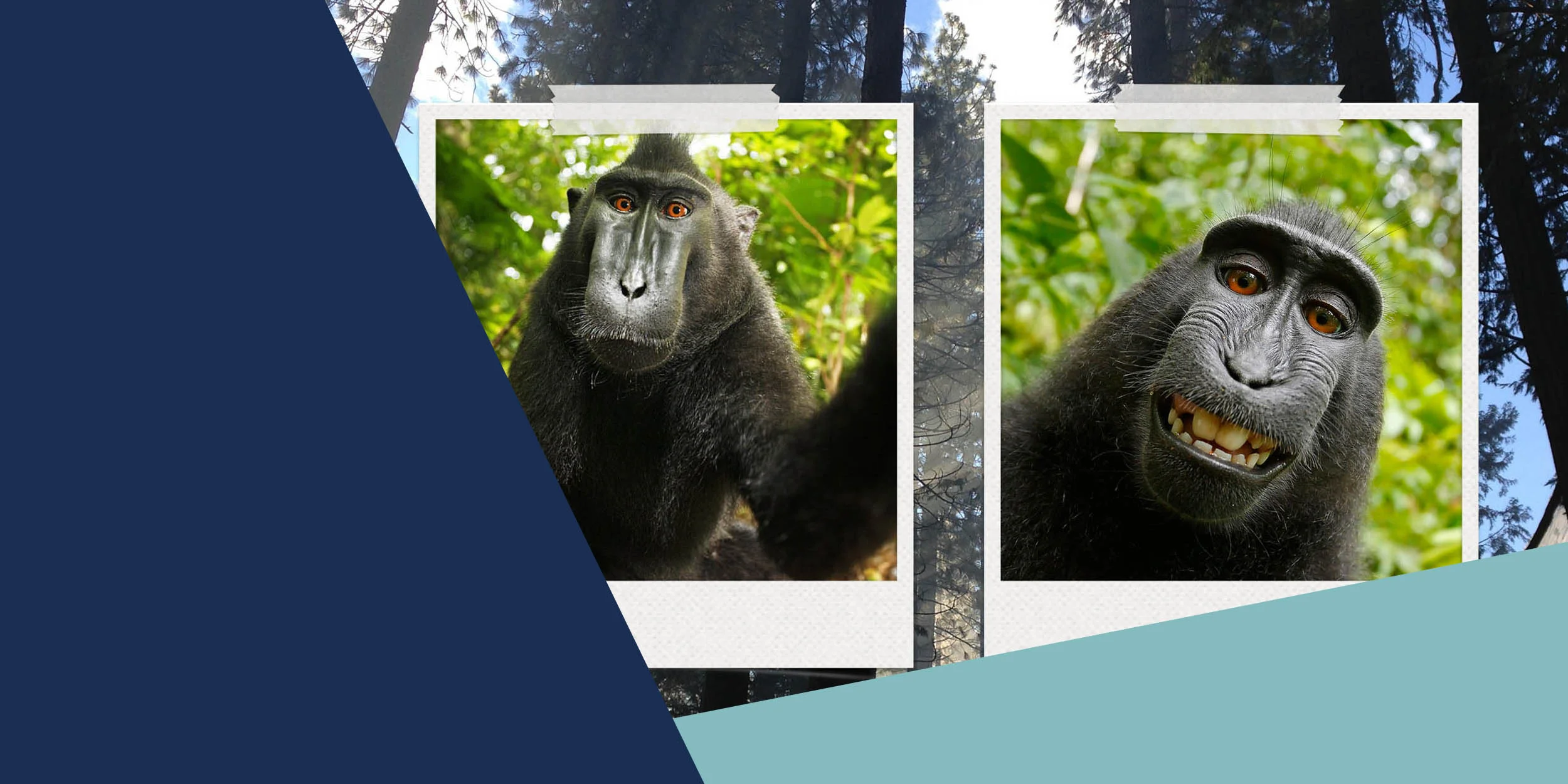 Just Monkeying Around – Animals Selfies Can’t Be Copyrighted: