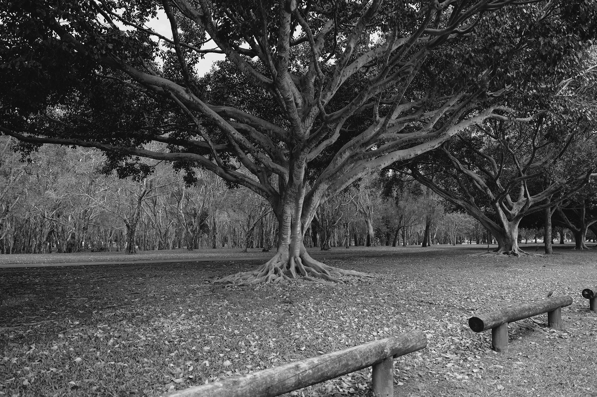 Albert Park Broadbeach Waters.jpg