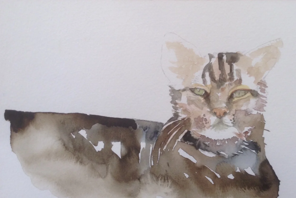 'Tiggy' watercolour