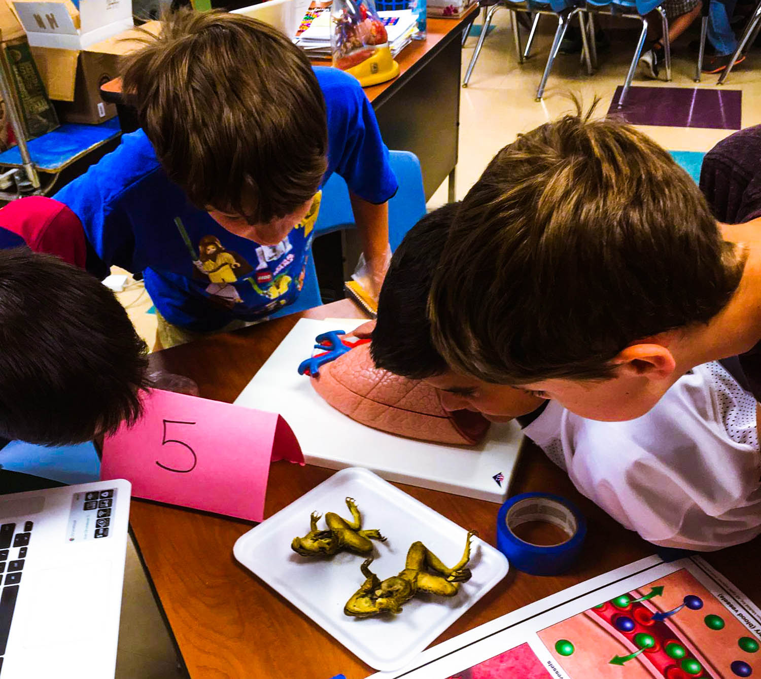 A group of children examining dissected frogs. These specimens were used to highlight the respiratory and cardiovascular systems. Photo credit: Vale School District