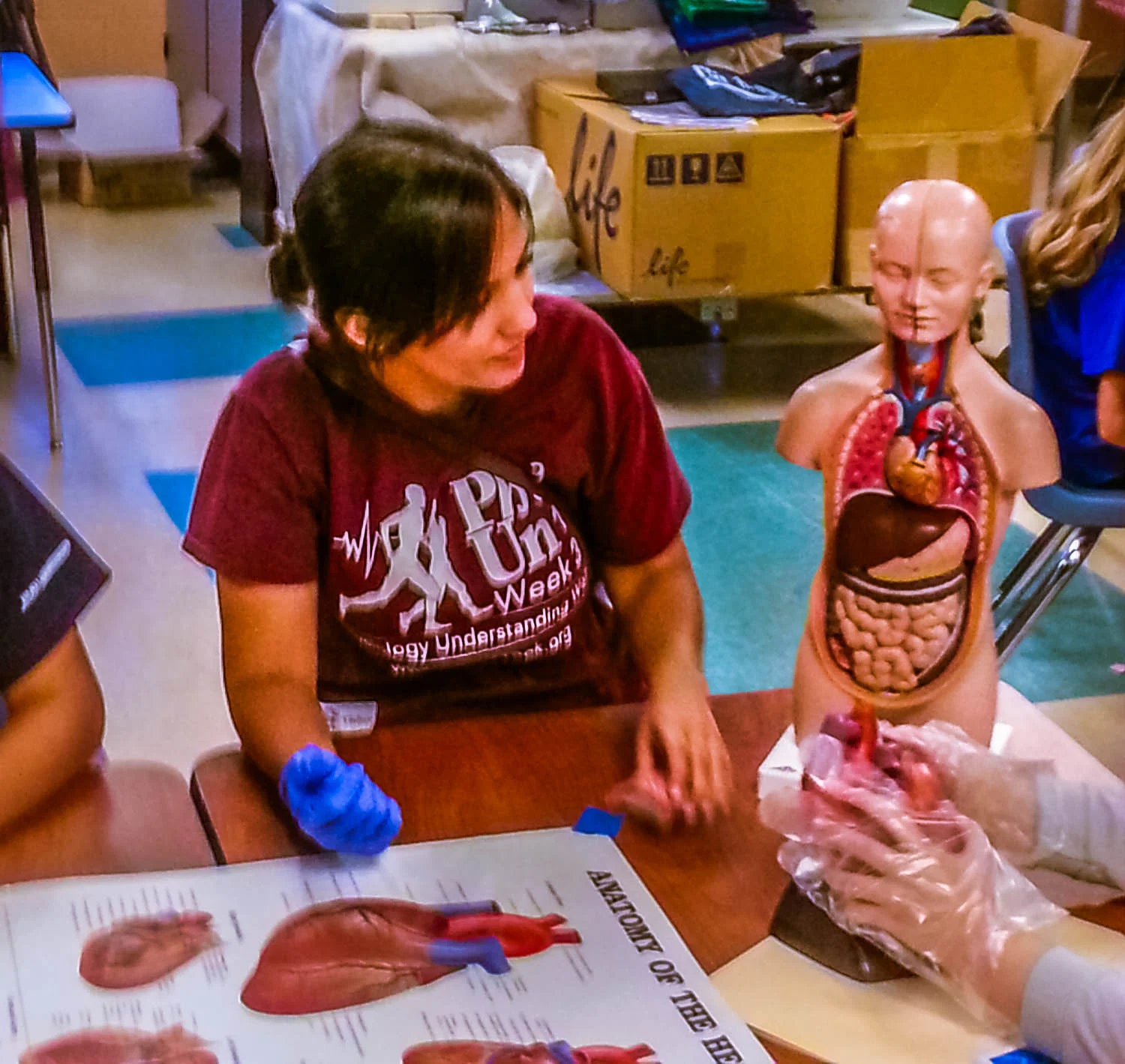 Kate Smith showing where the heart sits within the chest. This was one of five stations set up for the children during the outreach event. The Department of Physiology at the University of Arizona generously loaned the models for our use. Photo credit: Justin Hoffman