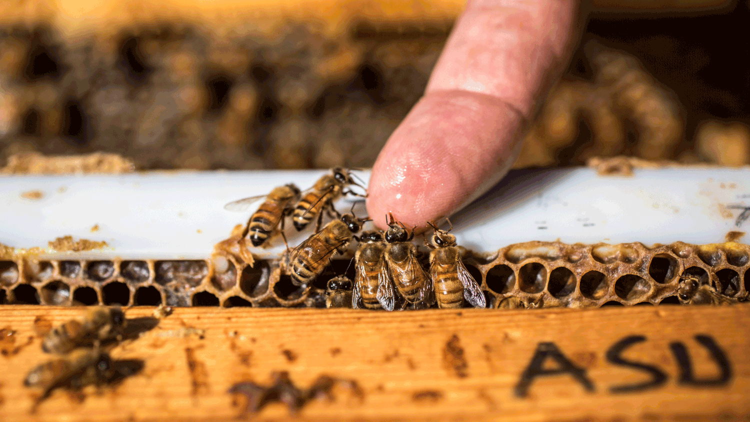 Исследование конечностей домашней пчелы какая биологическая наука. Пчелиная лаборатория. Лаборатория по пчелам. Пчела в лаборатории. Жизнь пчел в лаборатории.