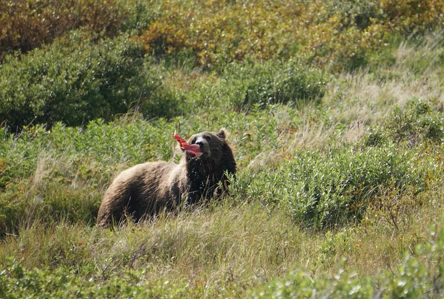bear2.2-horizontal-1456x982.jpg