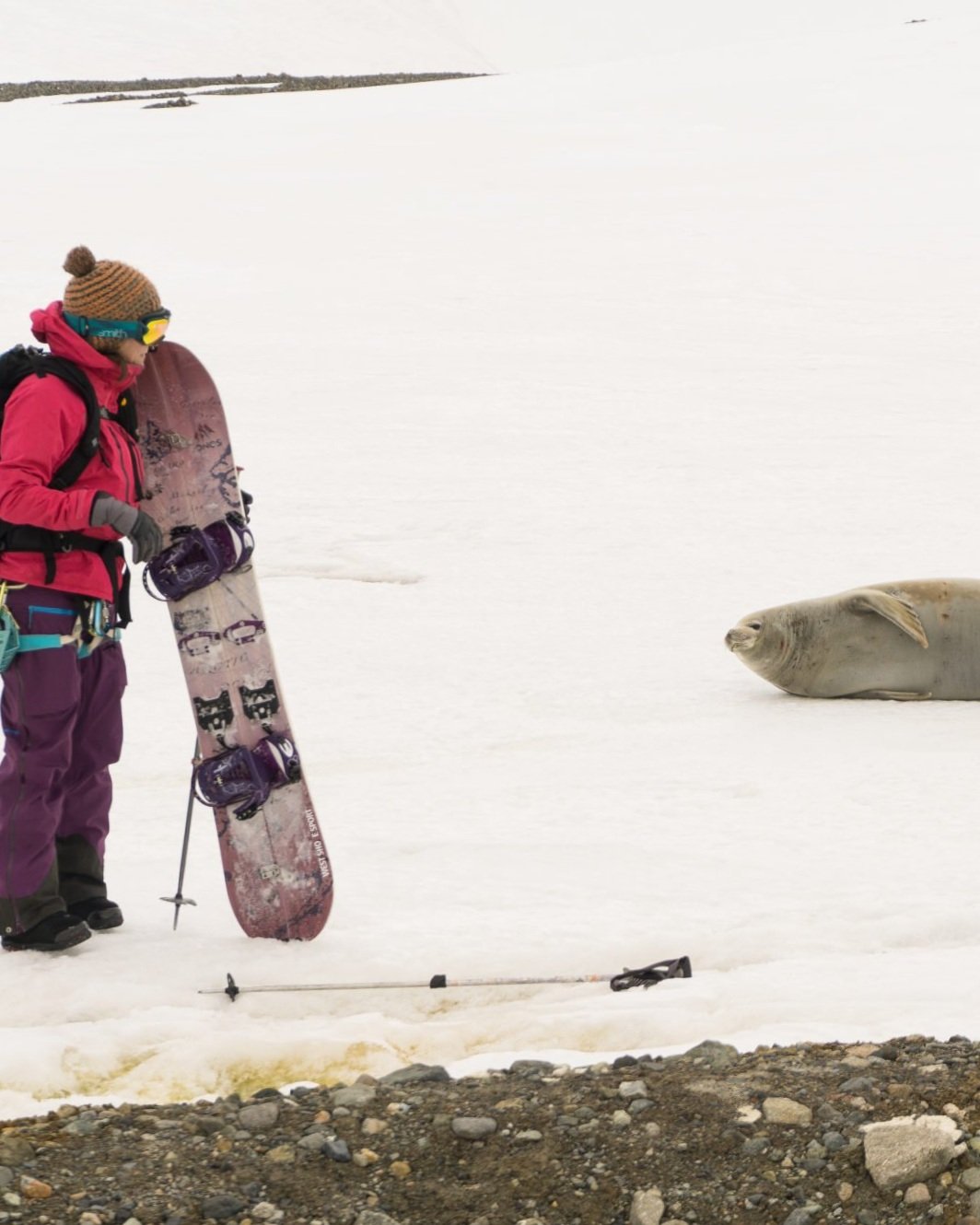 Snowboardsandsealions.jpg