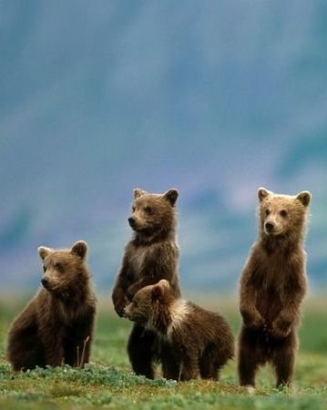 baby+bears.jpg