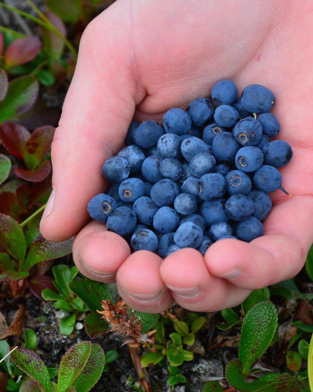 Gates+of+the+Arctic+Blueberries.jpg