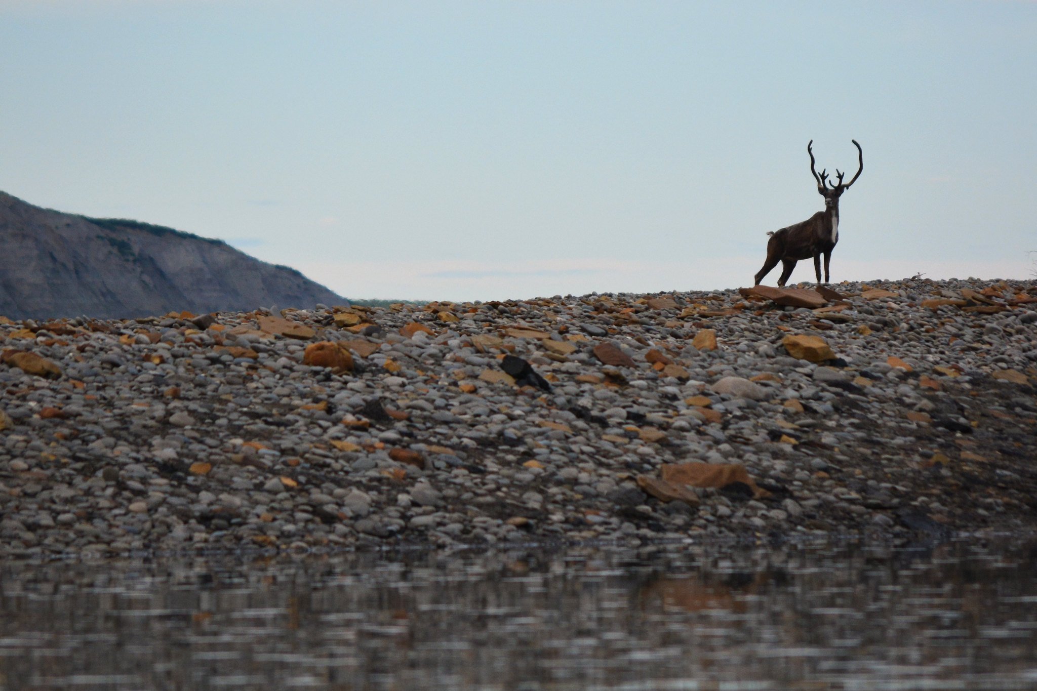 Gates of the Arctic Caribou.jpg