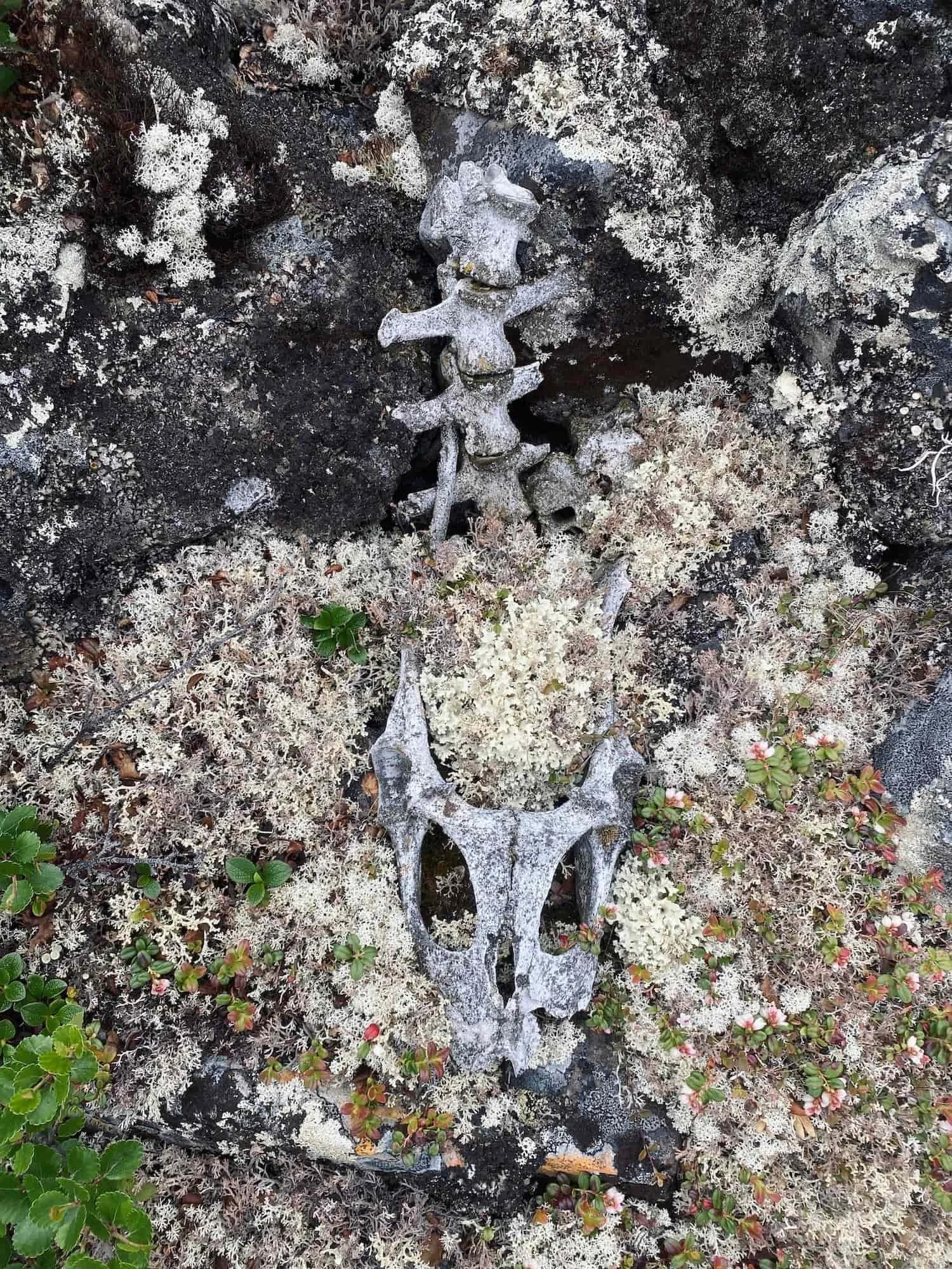 Caribou-skeleton-arctic.jpg